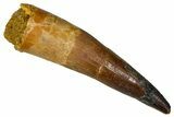 Fossil Spinosaurus Tooth - Real Dinosaur Tooth #380979-1